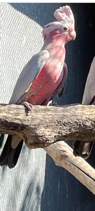 Папагали на добри цени