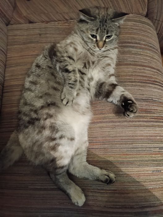 Дарю ласковую Кошечку