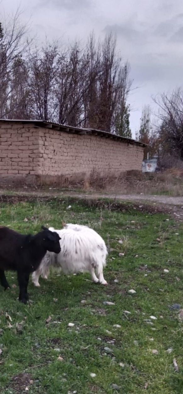 Лақтар сатылады.