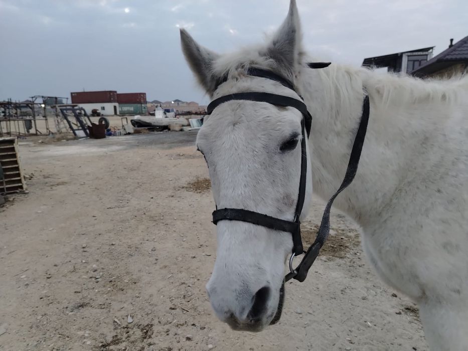 Продается лошадь