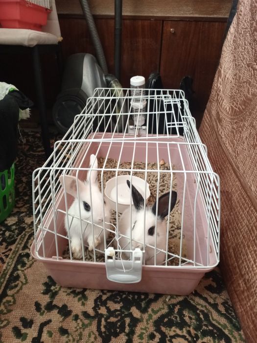 Куенлар парочка продается