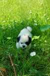 Catel Shihtzu original din parinti cu Pedigree!