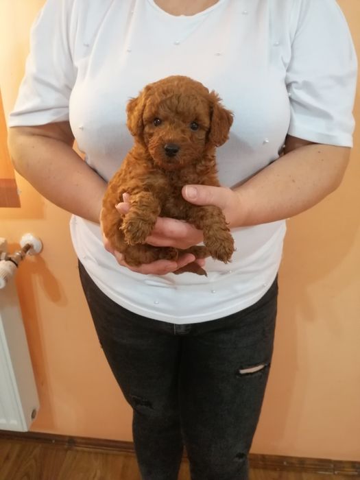 Catelus Pudel /Poodel/Caniche red toy