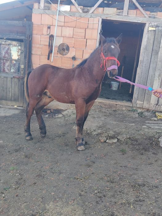 Manz de 6 luni de vanzare