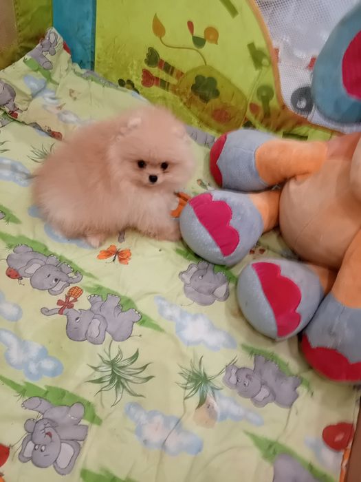 Померан мини померанче