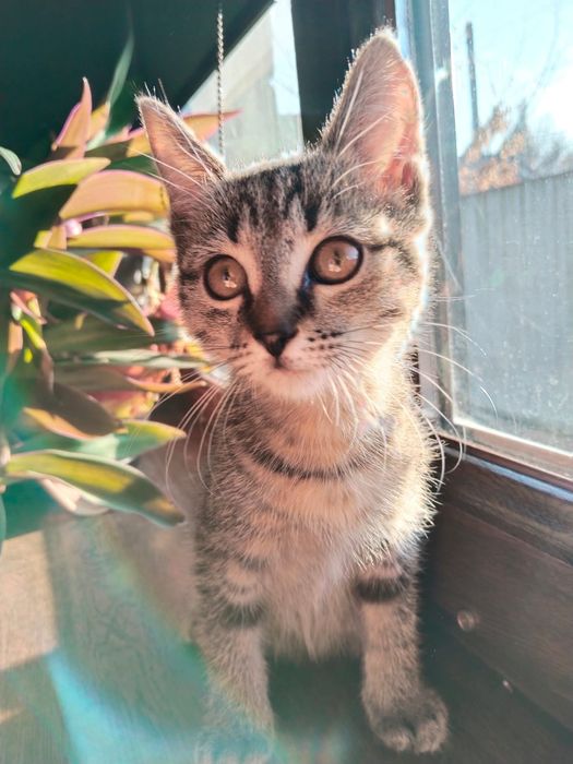 Отдам котенка,2,5 мес