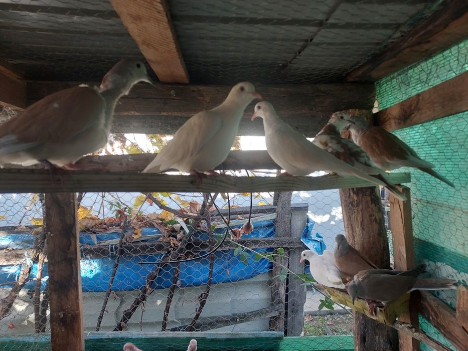 Vând turturele râzătoare