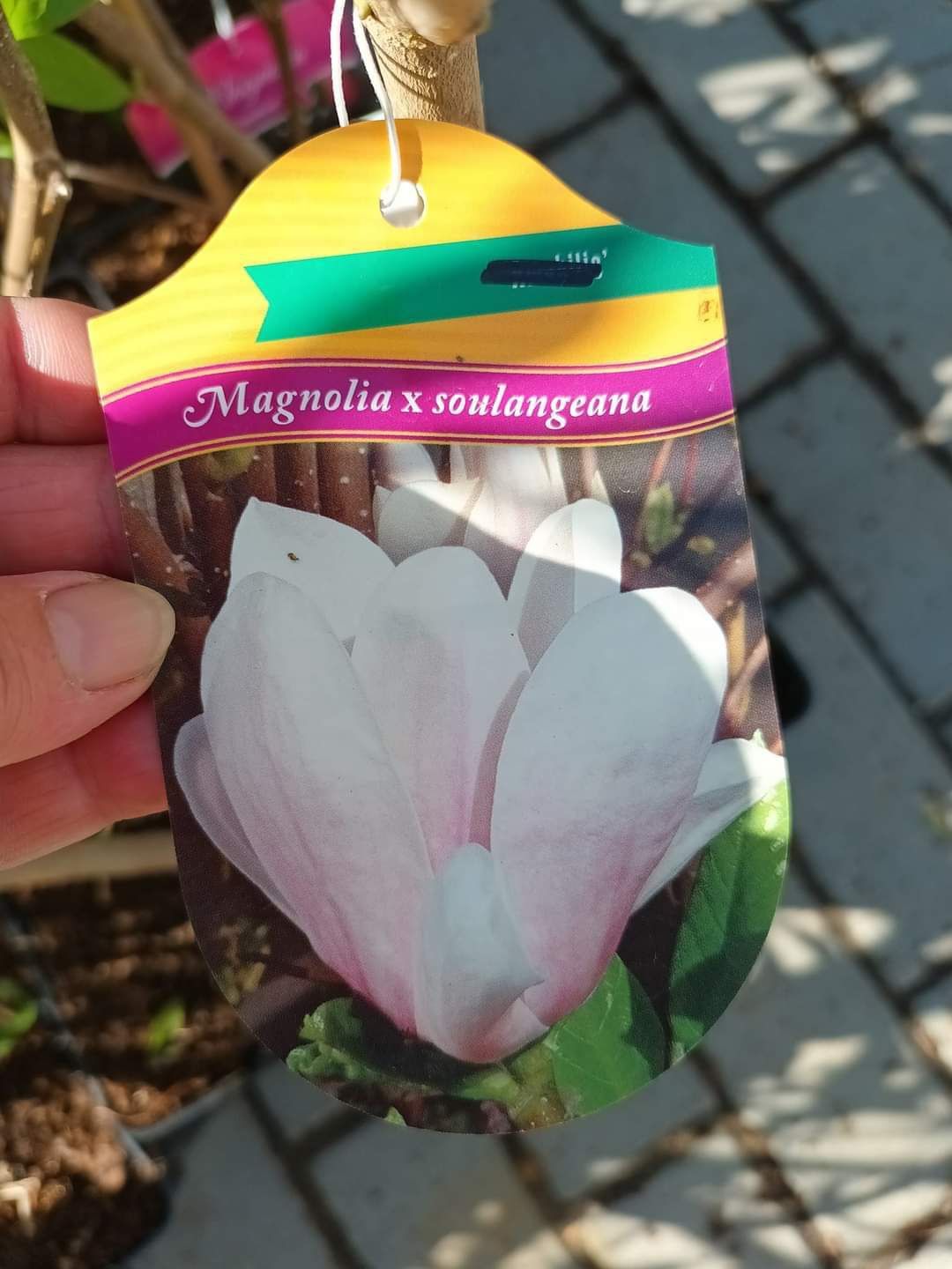 Vind magnolia la ghiveci