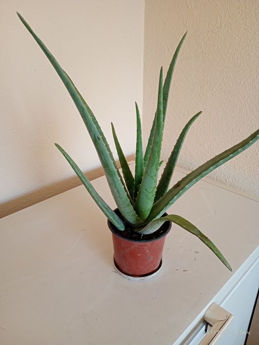 Лечебно алое вера