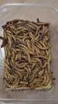 Vând  viermi  de făină  Superworms zophobas Mario