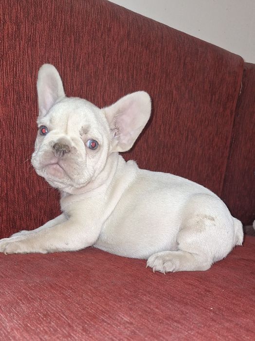 Bulldog francez platinum