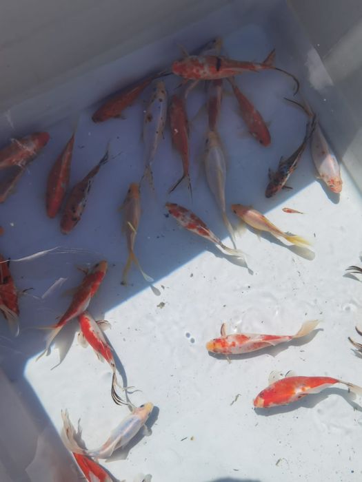 Vand pesti ! Crap koi si caras auriu