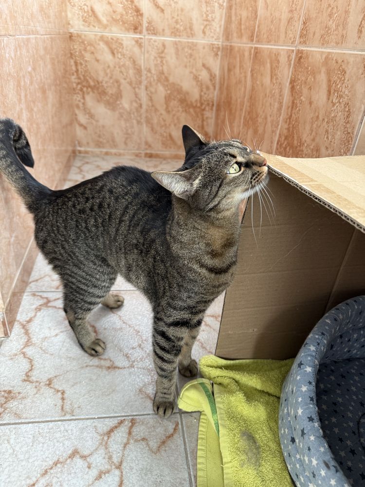 Pisicuță sterilizata de adoptat