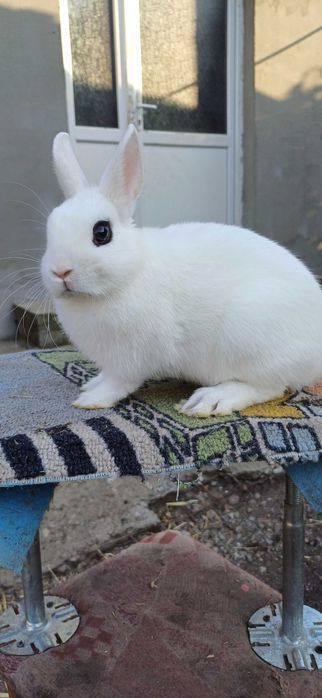 Lot iepuri 16 bucăți loh german, hotot ,pitic rusesc