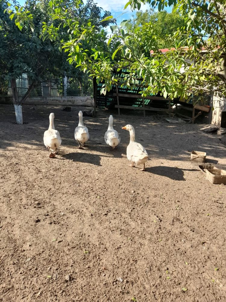 Oua de gâscă de carne