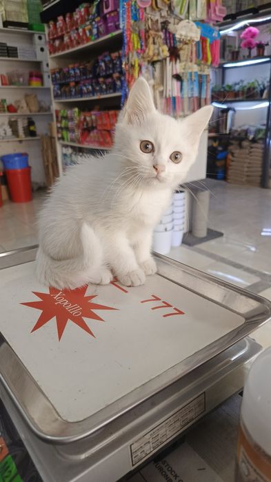 Продается котята