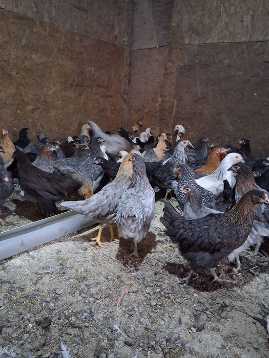 Puicuțe ouătoare de vânzare