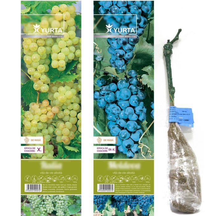 Butași vita de vie căpșunica și alte soiuri