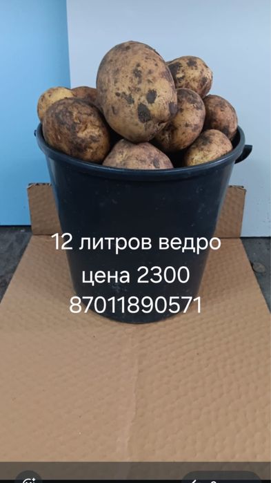 Картошка в продаже