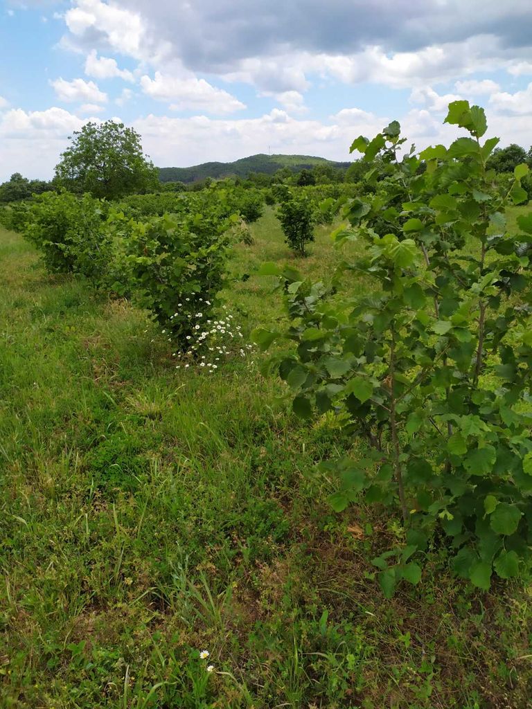 Продава се Парцел в Стара Загора, Казански - 22000 кв.м за 3 €/кв.м - Снимка #5