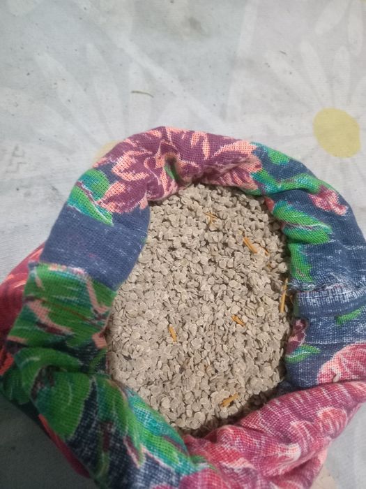 Помидор урык ложин