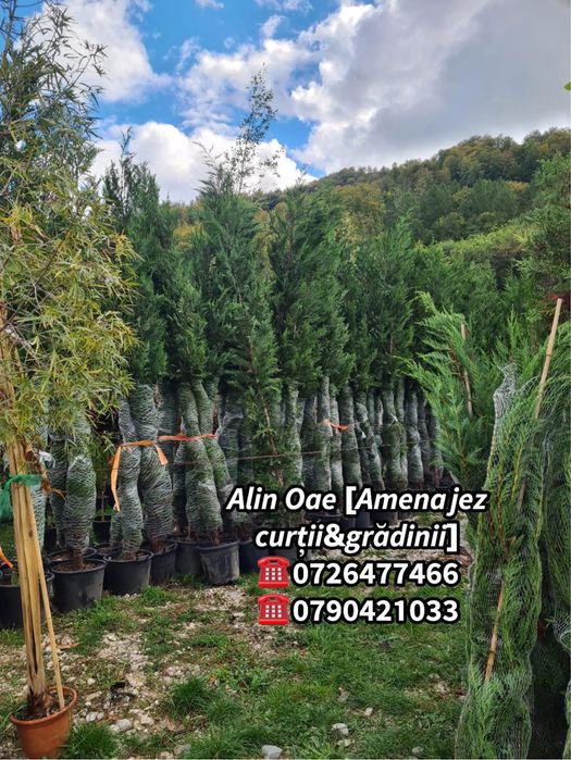 Plante Naturale de gradina