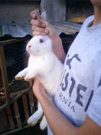 Кролик хорошие белые