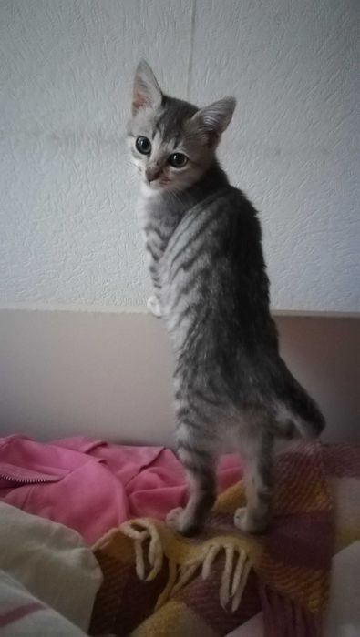 Коте сиво тигърче