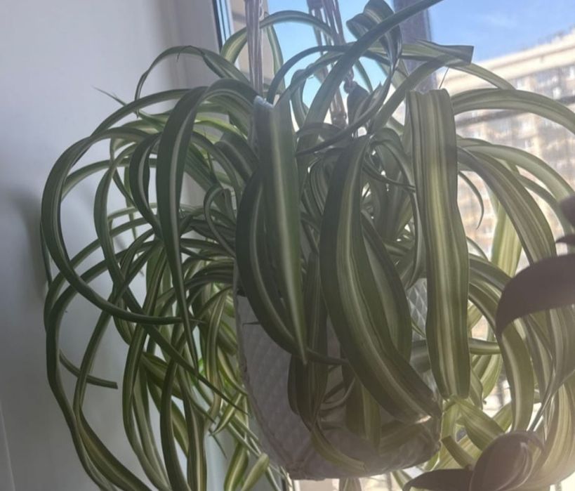 Продам комнатные цветы!