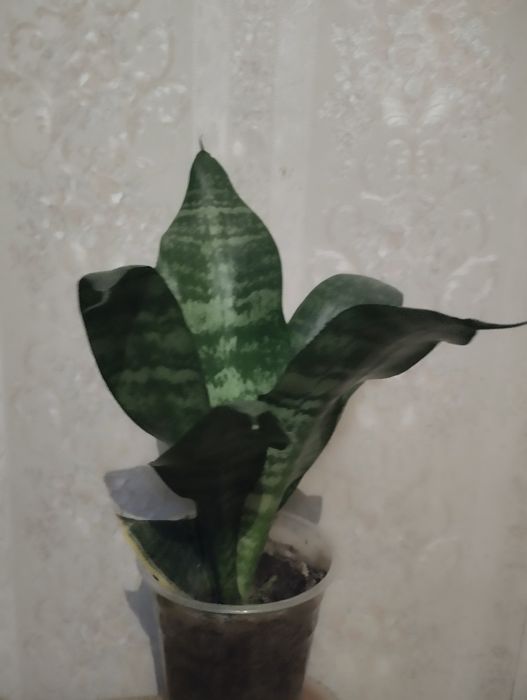 Сансевьерия сортовая  .