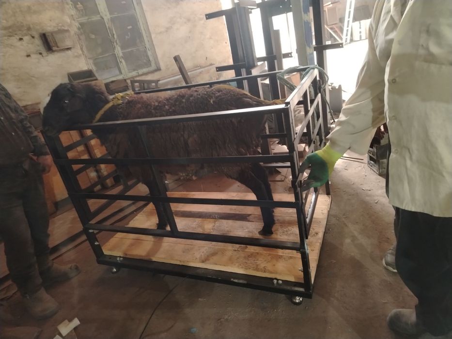 Чорва куйлар учун тарози 700х1300см 600кг