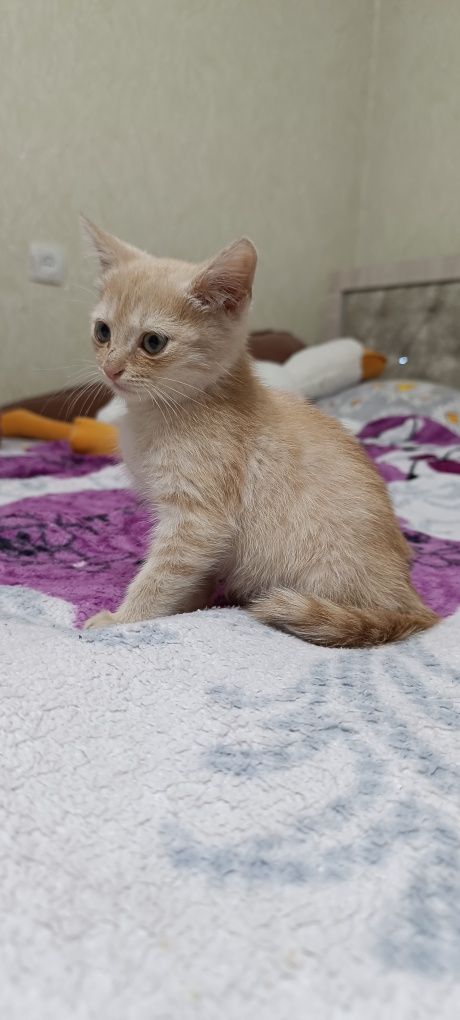 Пристраивается в семью котенок мальчик