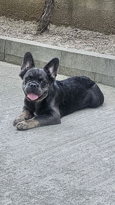 Визуално Флъфи Шоко Френски Булдог