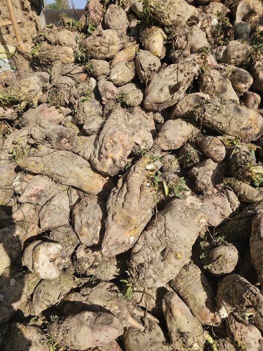 Лавлаги ем учун ва бошка максадлар учун