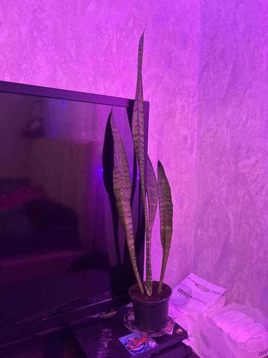 Комнатные цветы, Сансевиерия