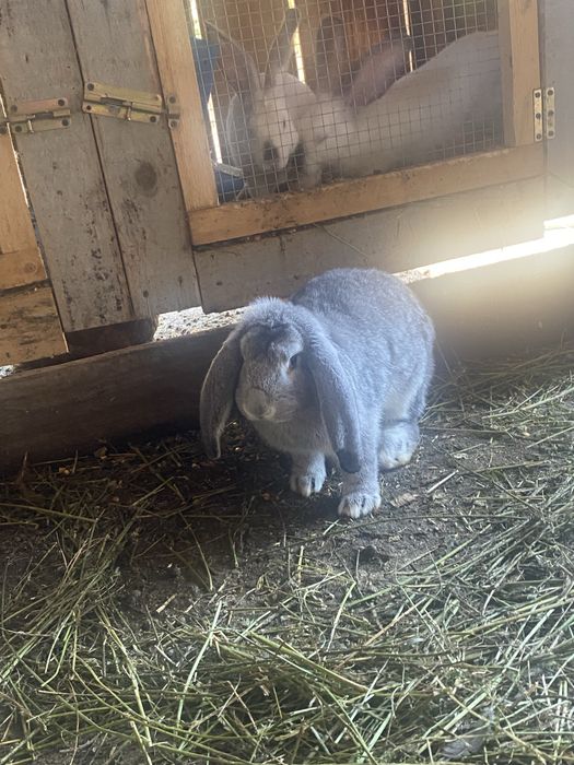 De vanzare berbec germen rasa pura