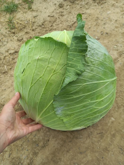 Varza gumna ideala pentru murat,foaie subtire