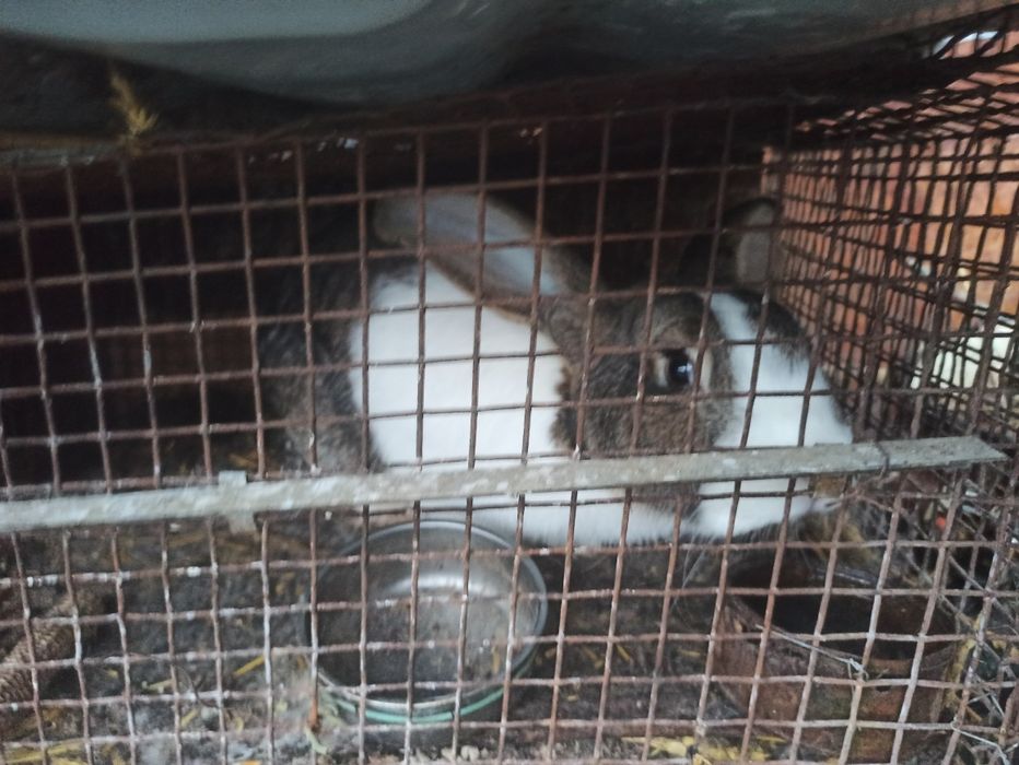 Vand iepuri mari si mici