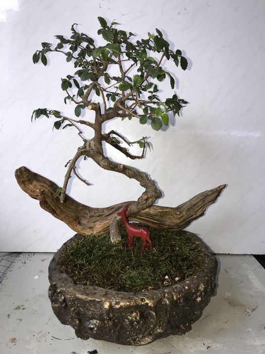 Продам бонсай! Китайский вяз