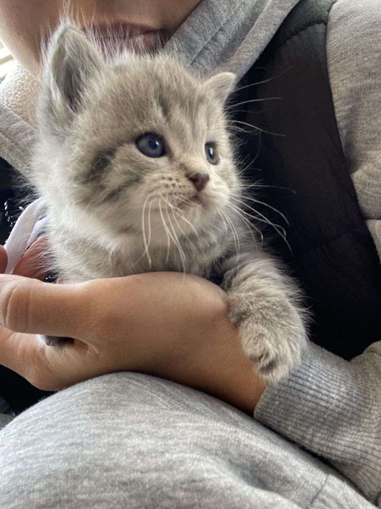 Отдаю крсивых котят !
