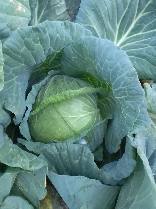 Vând varză preț 1 leu kg