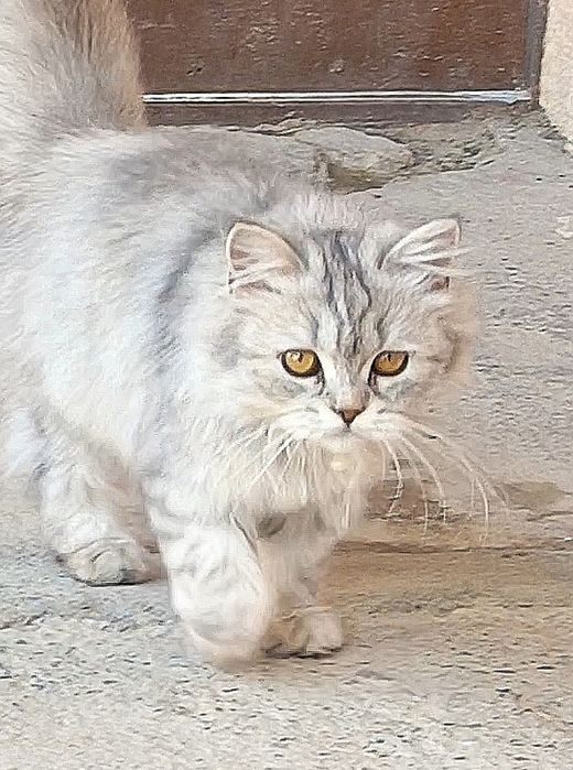 Scottish straigth mushuk.Шотландская стрейтовая кошка