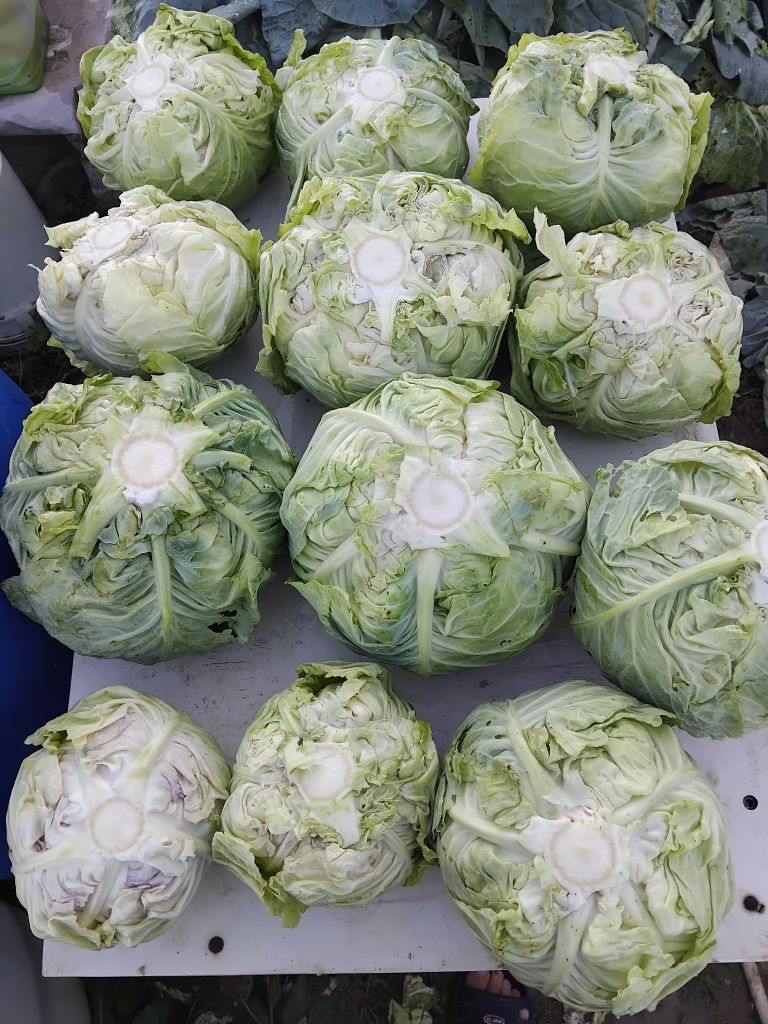 Продавам зеле кьосе