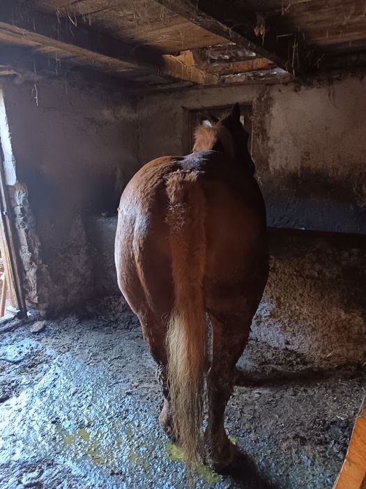 Iapă ciocolatie de vânzare