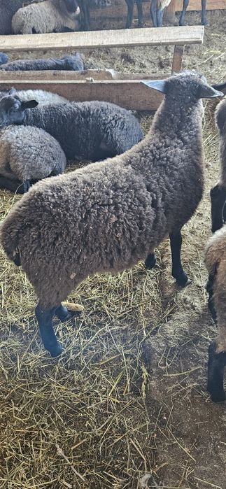 De vanzare: mielute Romanov