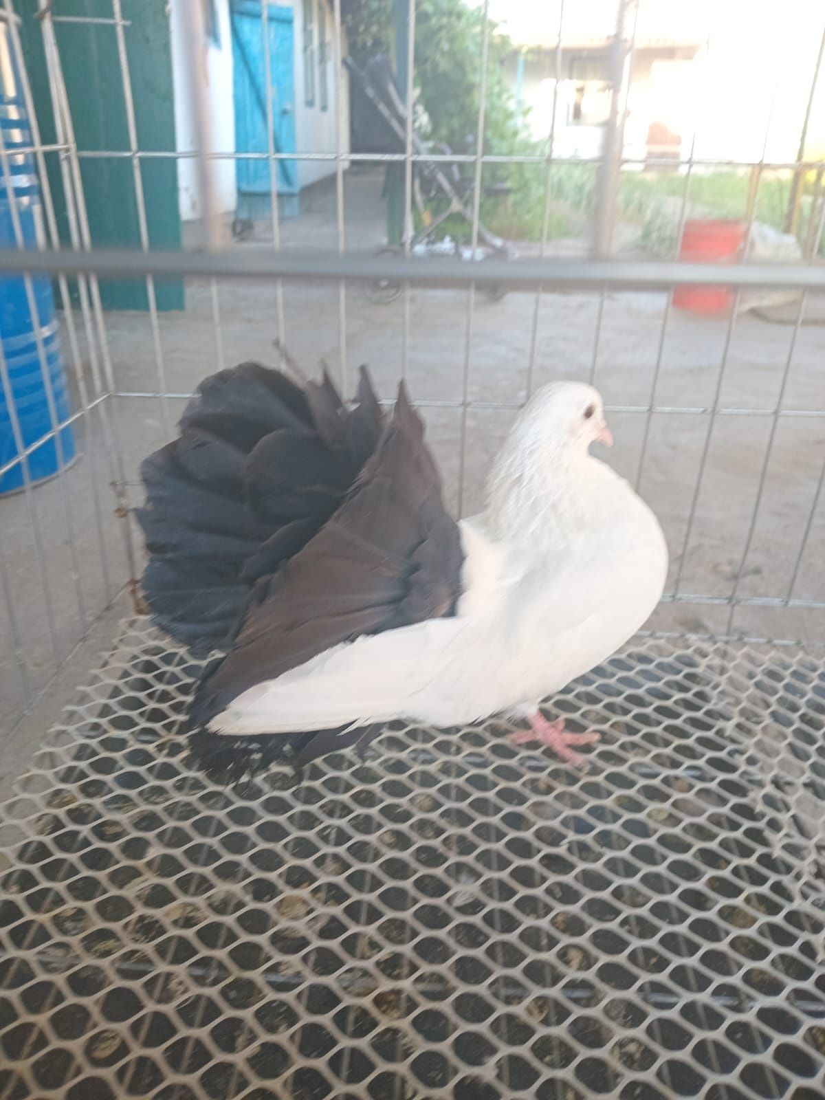 Продам голубки разные