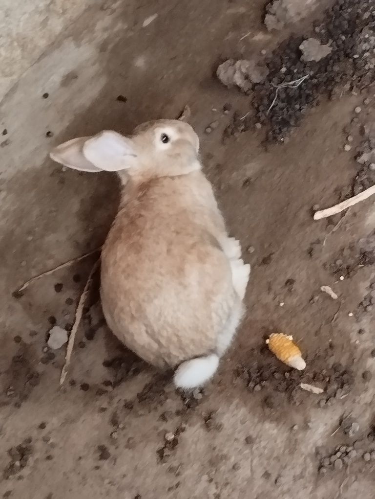 Quyonlar bor Velikan samka urg'ochi var Bug'ozlari ham bor.