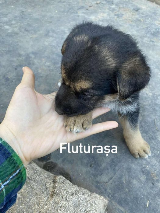 Donez pui ciobănesc german