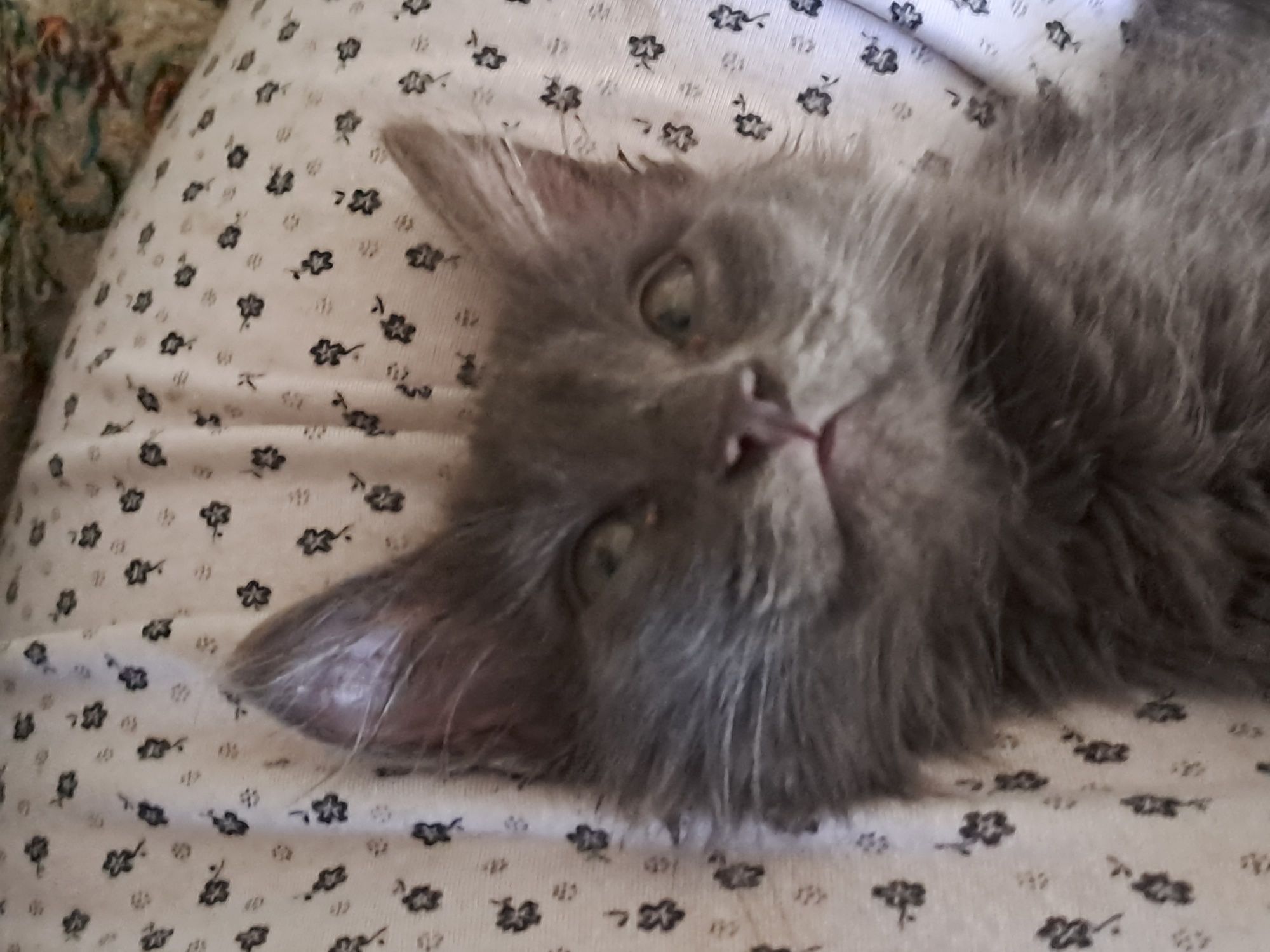 Отдам котейку в любящую животных семью