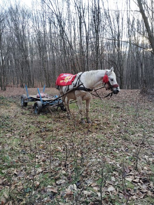 Vând cal bun de lucru